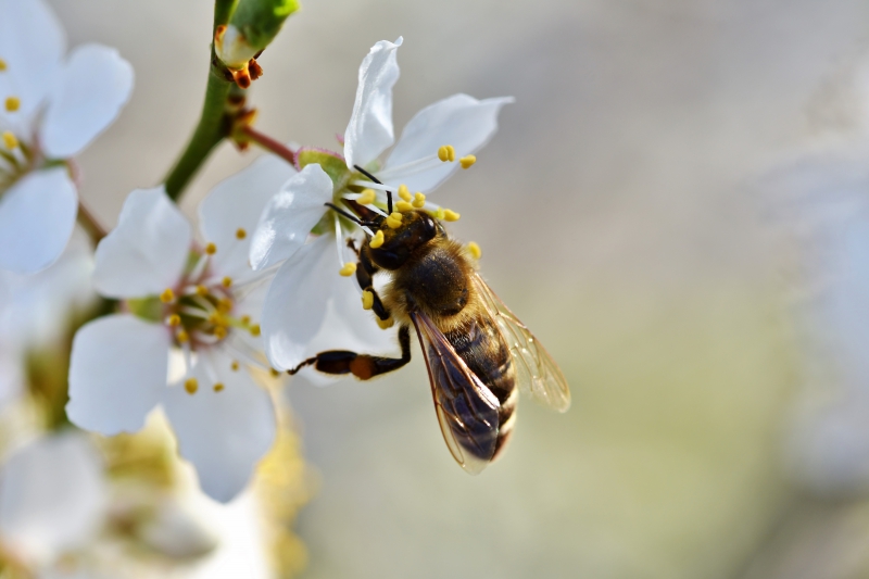 jardinerie-BEZAUDUN LES ALPES-min_bee-4092986